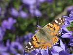 SX06492 Painted lady butterfly (Cynthia cardui) on blue flower.jpg